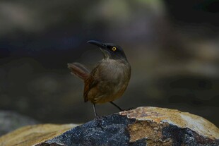 岩石上的棕色小鸟