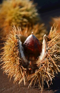 带刺外壳中的饱满板栗
