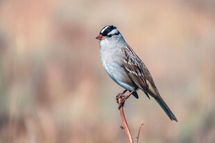 枝头站立的美丽小鸟