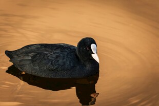 水面上的白骨顶鸡