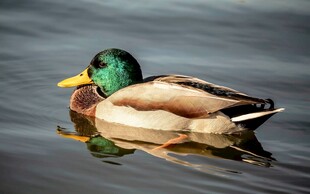 绿头鸭悠游于平静水面