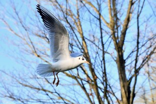 海鸥翱翔于光秃树枝间