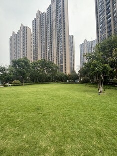 城市绿地旁的高楼景观