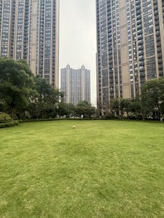 城市绿地旁的高楼景观