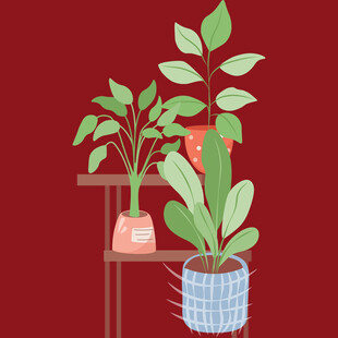 室内绿植装饰摆件展示