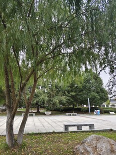 公园柳树下的长椅