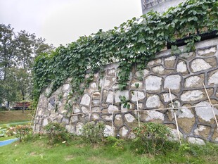 石墙攀附翠绿藤蔓