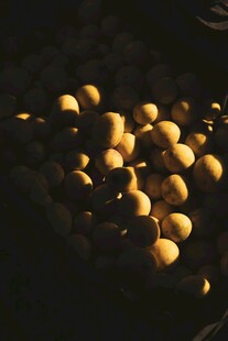 阳光下的蘑菇群