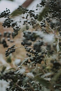 枝头黑果覆薄雪