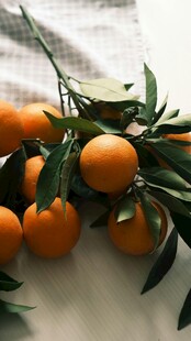 新鲜带叶橘子摆拍画面