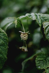 绿色植物上的精致小花