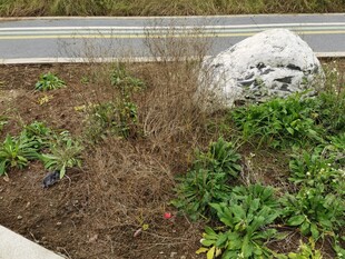 路边石景与绿植组合