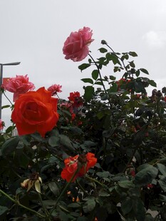 娇艳绽放的红色月季花