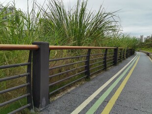 郊外木质护栏旁的骑行道
