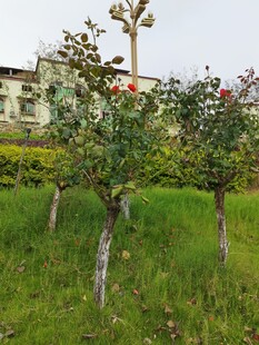 草地中的果树景观