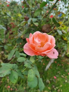 娇艳粉玫瑰绽放于绿叶间