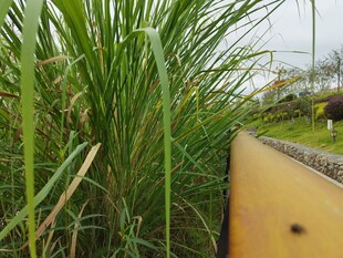 舟行草间的自然景致