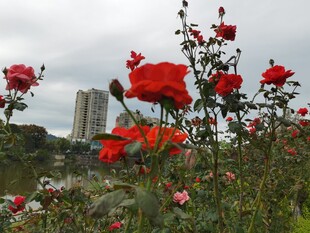 城市中绽放的艳丽红玫瑰