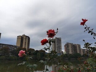 城市背景下绽放的艳丽玫瑰