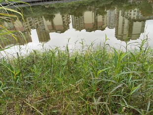 池塘边的绿色植被与倒影