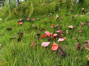 草地上的多彩蘑菇