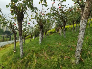 果园中的树木与翠绿草地