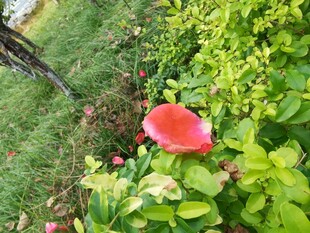 绿草间的娇艳红花朵