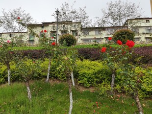 小区绿植与艳丽花卉景观