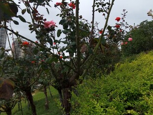 花园中绽放的鲜艳花朵