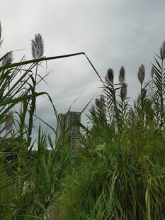 野外芦苇丛中的朦胧景致