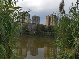 湖畔绿植映衬远处高楼