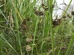 草丛中的昆虫世界