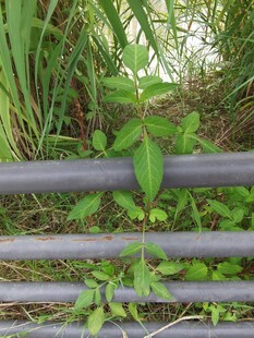 绿植攀附金属栏杆景象