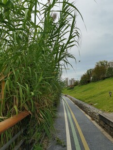 乡村路旁茂盛的绿色植物