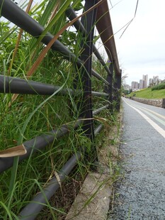 路边围栏旁的茂盛绿植