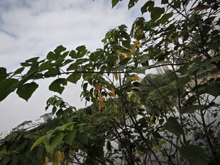 绿叶繁茂的植物景观