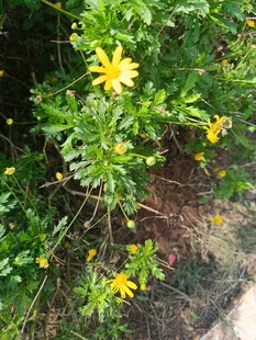 绿叶丛中的黄色小花