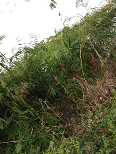 野外繁茂的绿色植物景观