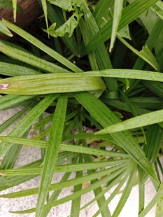 翠绿细长叶片的植物特写