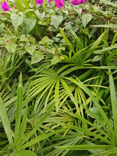 绿叶繁花的自然景致