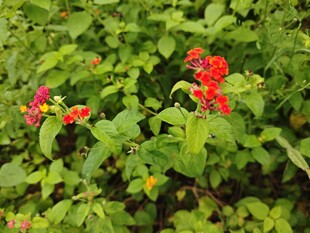 绿叶丛中绽放的鲜艳花朵