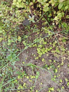 地面的黄绿相间植物景观