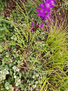 紫色花卉与绿植共生景观