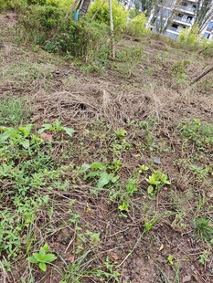 户外杂草丛生的土地