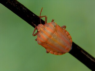 橙色蝽象趴在黑色枝上