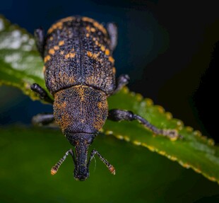 甲虫特写于绿叶上