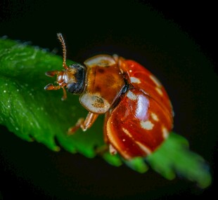 绿叶上的红色斑点瓢虫