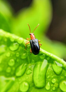 绿叶上带水珠的小甲虫