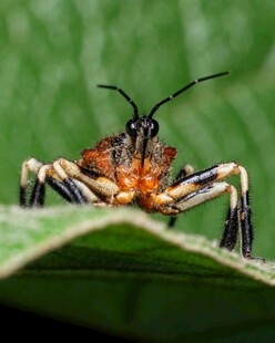 叶上奇特昆虫特写