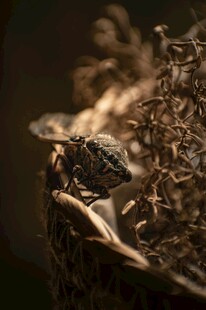 微距下的神秘昆虫特写